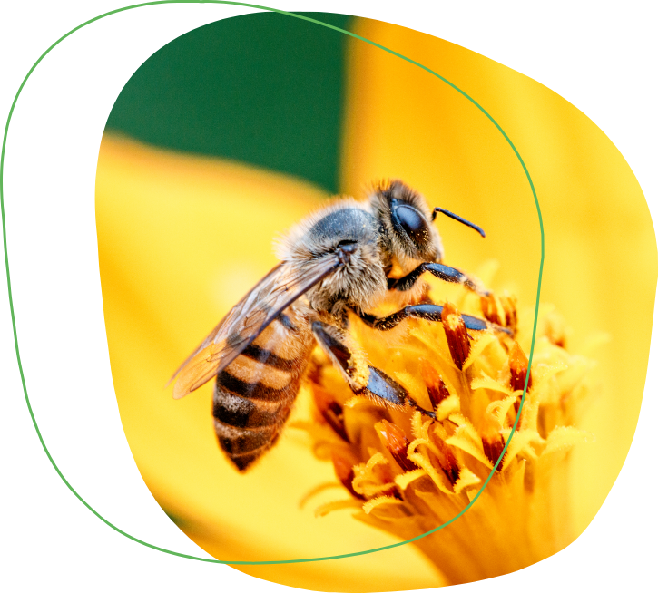 Nutrição de abelhas