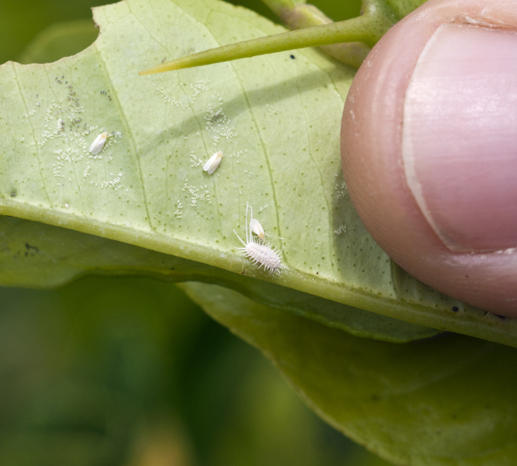 Manejo biológico no controle de pragas (patógenos, insetos e ácaros) na fruticultura
