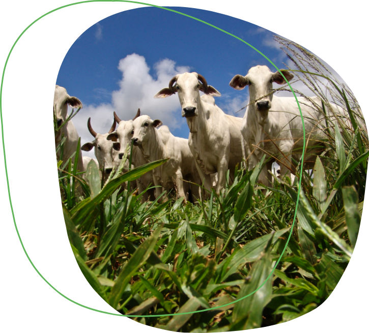 Avaliação estratégica da lotação de bovinos em pastagens