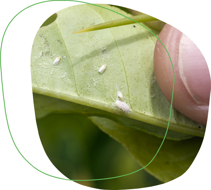 Manejo biológico no controle de pragas (patógenos, insetos e ácaros) na fruticultura