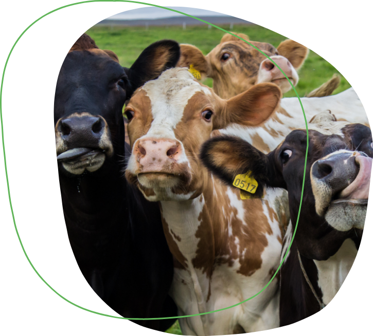 Adequação produtiva: avaliando o manejo alimentar de bovinos
