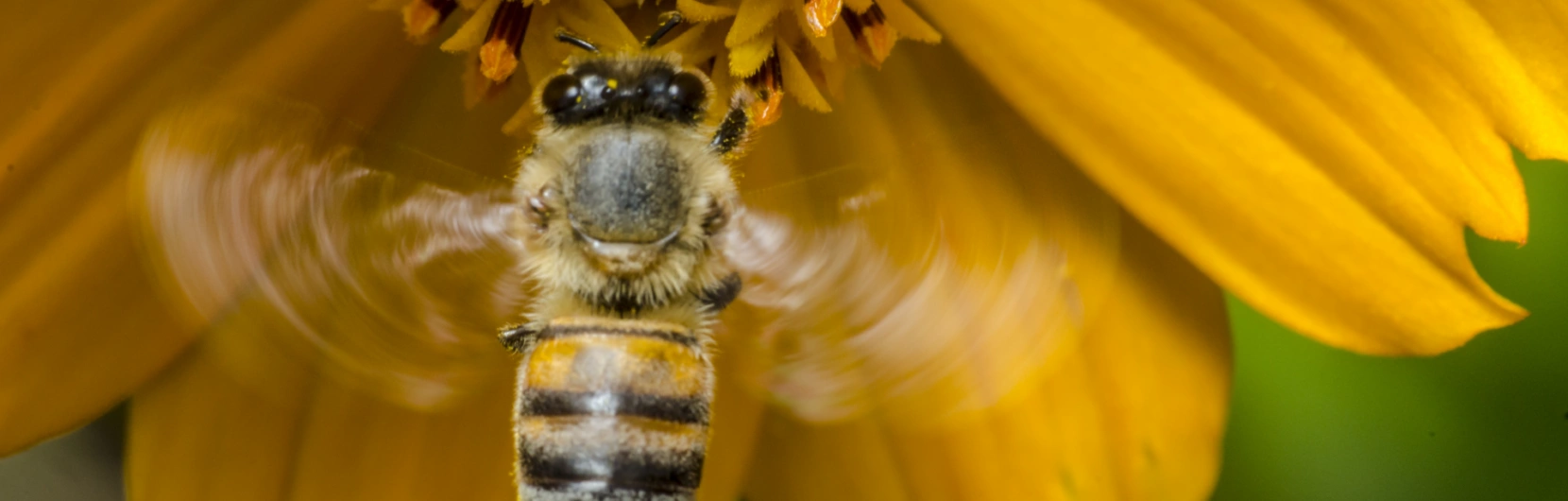 Nutrição de abelhas