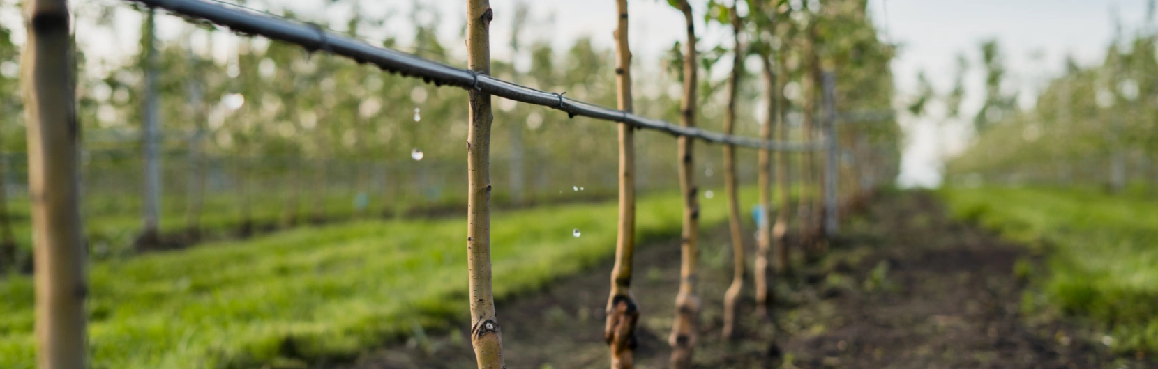 Monitoramento de irrigação e nutrição no solo em horticultura