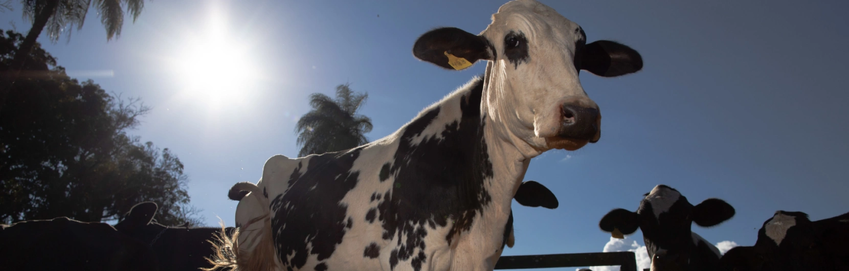 Indicadores para descarte e seleção de vacas leiteiras