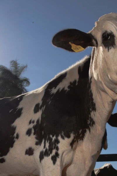 Indicadores para descarte e seleção de vacas leiteiras